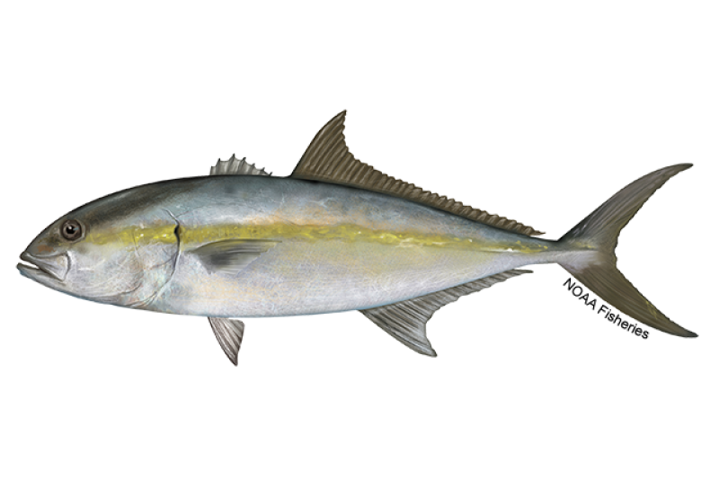 Amberjacks