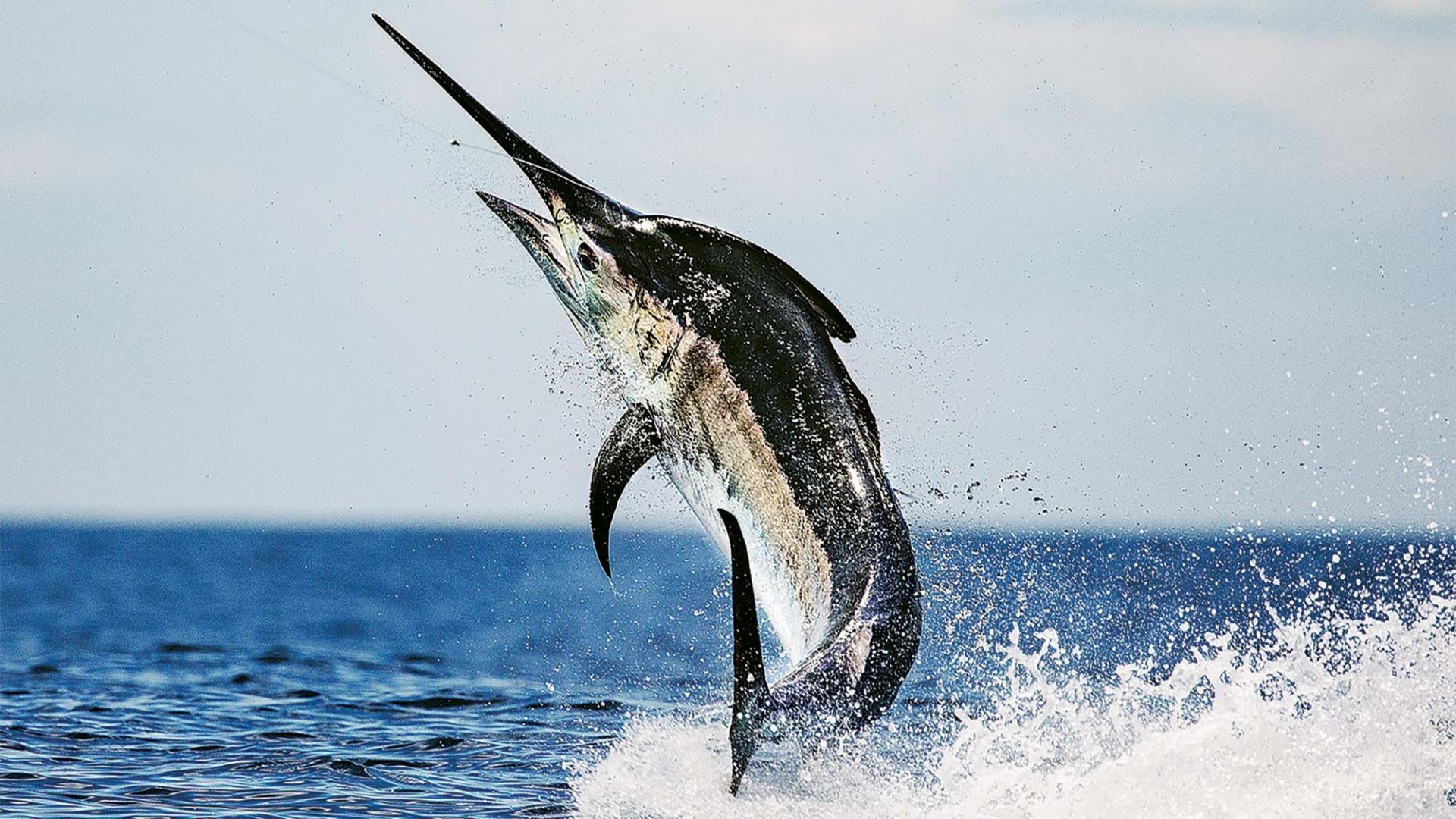 Black Marlin