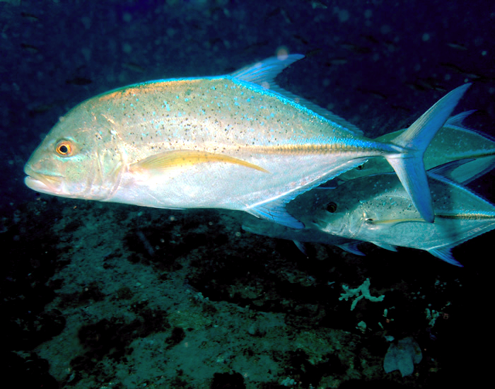 Bluefin Trevally