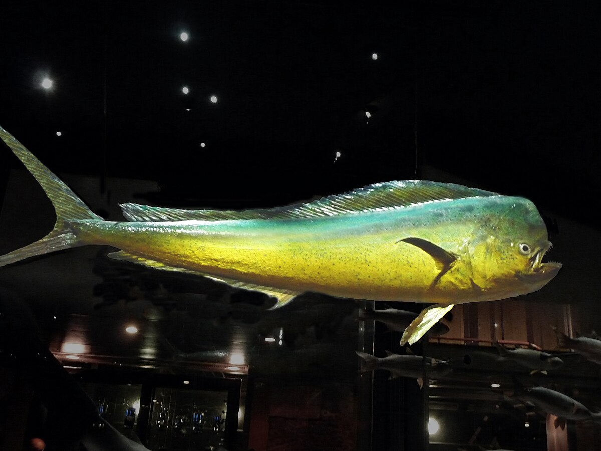 Mahi-Mahi