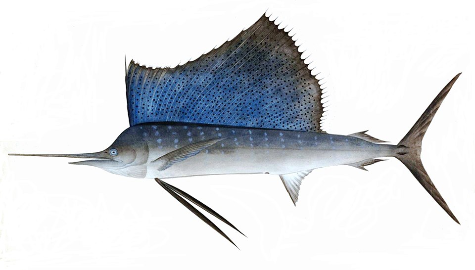 Sailfish